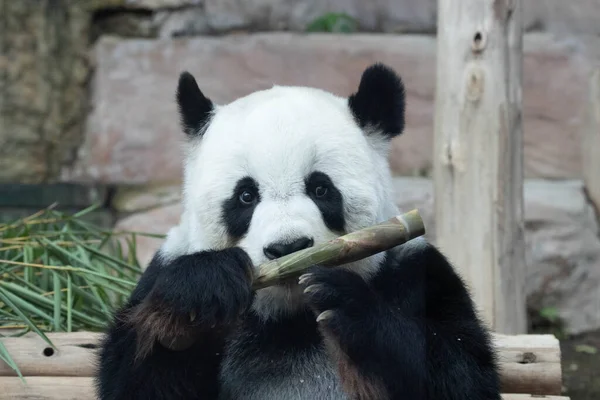 Sweet Giant Panda Jíst Bambus Střílet — Stock fotografie
