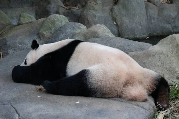 Kai Kai Férfi Panda Alszik — Stock Fotó