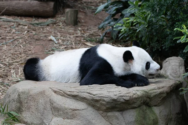 大熊猫在睡觉 — 图库照片