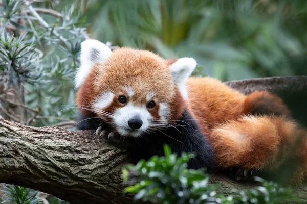 Red Panda Lesser Panda Taking Rest Lunch Time — Photo