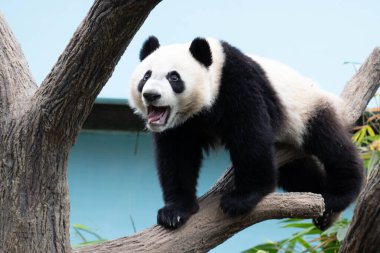 Küçük panda ağaçta eğleniyor.