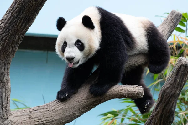 Little Panda Relaxing Tree — Stock Photo, Image