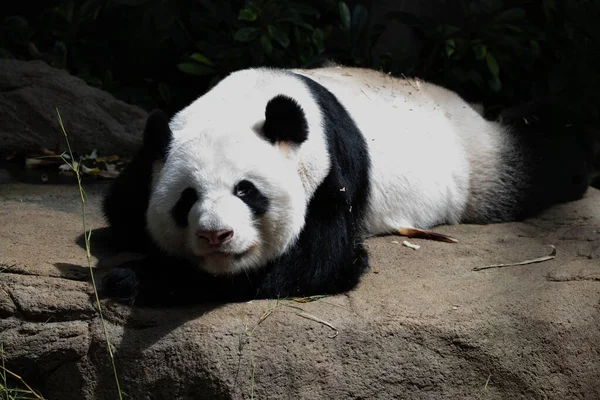 Спящая Панда Скале Самка Панды — стоковое фото