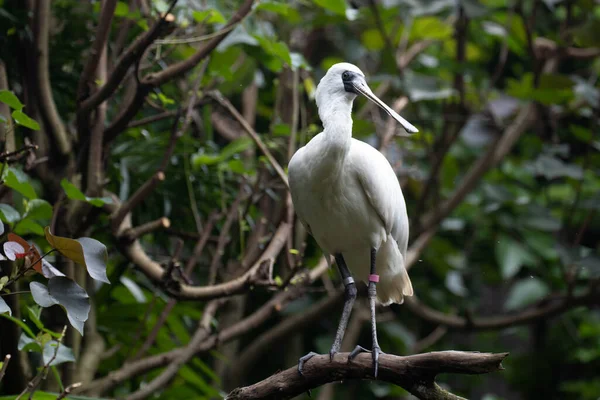 Beautiful White Bird Black Faced Spoonbill Tree — Fotografia de Stock
