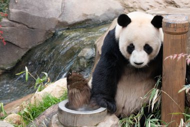 Neşeli Panda, Le Bao, Ağaçta Eğleniyor