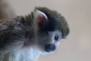 Küçük Sincap Maymun tahta bankta eğleniyor.