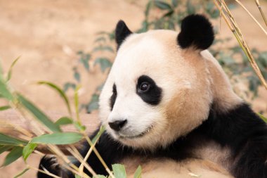 Mutlu küçük pandanın komik duruşu, Fu Bao