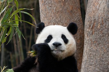 Mutlu küçük pandanın komik duruşu, Fu Bao