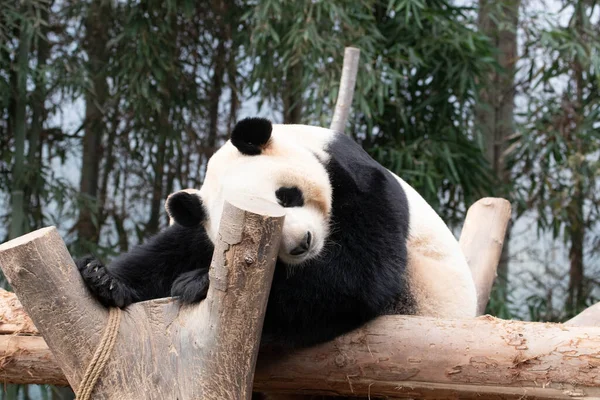 Zblízka Sladká Žena Obří Panda Bao — Stock fotografie