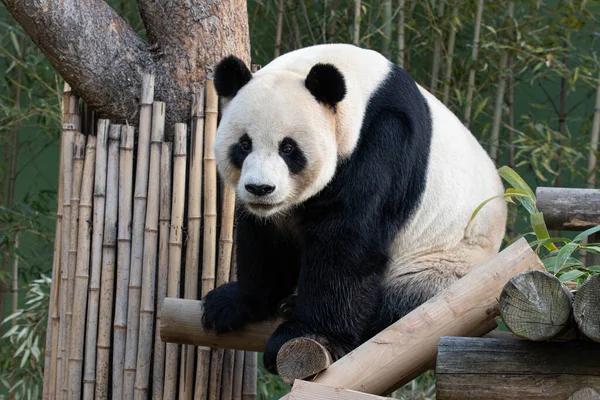 Hravý Obří Panda Bao Jíst Bambusové Listy — Stock fotografie