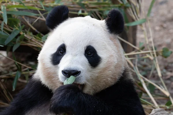 Funny Pose Happy Little Panda Bao — Stock fotografie