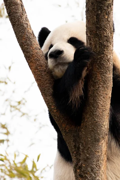 Speelse Panda Bao Plezier Aan Boom — Stockfoto