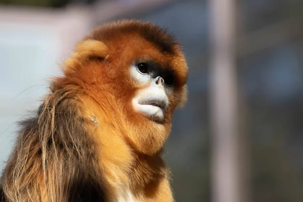 Monyet Emas Jantan Sedang Bersantai Tanah — Stok Foto