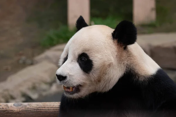 Neşeli Panda Bao Ağaçta Eğleniyor — Stok fotoğraf