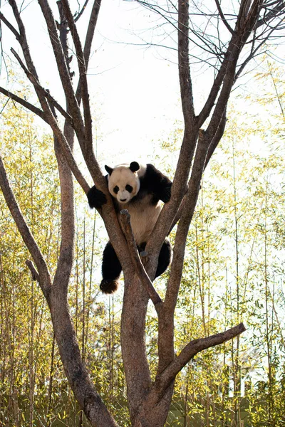 Zabawna Panda Bao Zabawa Drzewie — Zdjęcie stockowe