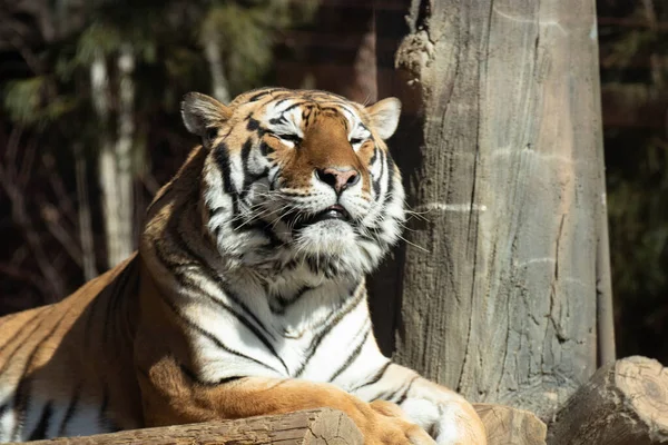 Een Portret Van Happy Amur Tiger — Stockfoto