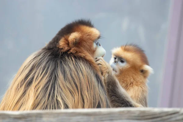 Monyet Kecil Penasaran Dan Ayahnya — Stok Foto