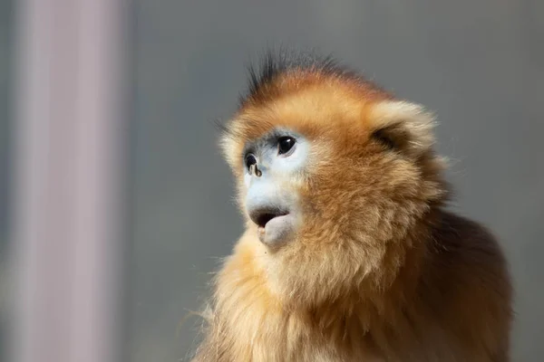 Zvědavá Malá Opička Něco Dívá — Stock fotografie