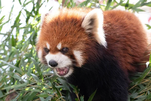 Curioso Panda Rojo Comiendo Hojas Bambú — Foto de Stock