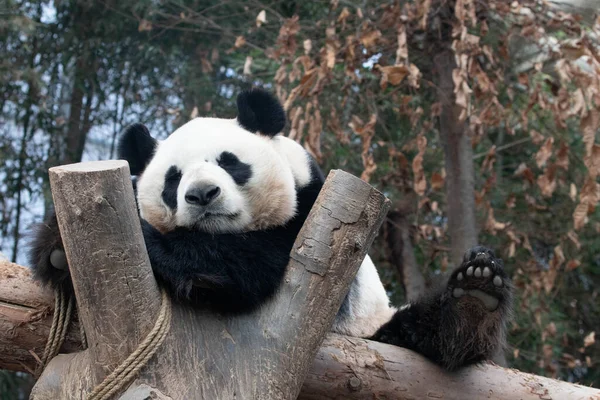 Großaufnahme Süßer Weiblicher Großer Panda Bao lizenzfreie Stockfotos