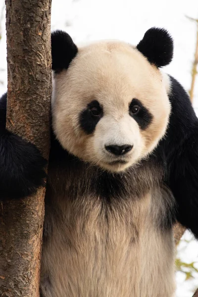 Speelse Panda Bao Plezier Aan Boom Stockfoto