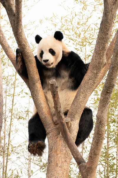 Neşeli Panda Bao Ağaçta Eğleniyor Telifsiz Stok Fotoğraflar
