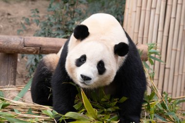 Mutlu küçük pandanın komik duruşu, Fu Bao