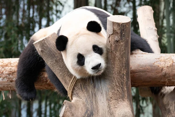 快乐小熊猫的滑稽小猪 — 图库照片