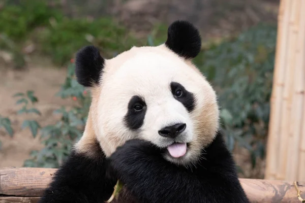 Mutlu Küçük Pandanın Komik Duruşu Bao — Stok fotoğraf