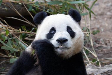 Mutlu küçük pandanın komik duruşu, Fu Bao