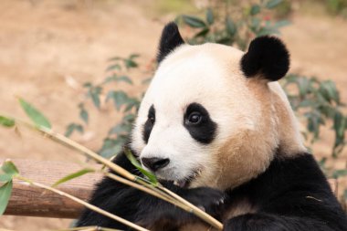 Mutlu küçük pandanın komik duruşu, Fu Bao