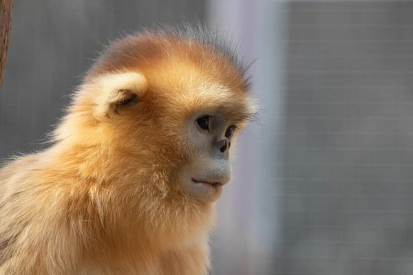 Monyet Kecil Penasaran Sedang Melihat Sesuatu — Stok Foto