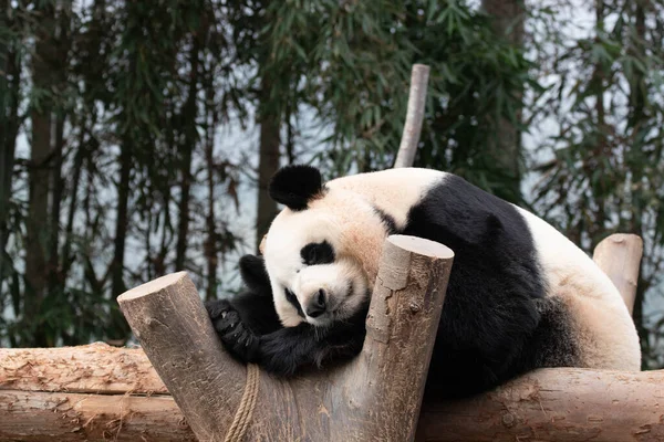 Großaufnahme Schlafender Panda Auf Dem Baum Bao — Stockfoto