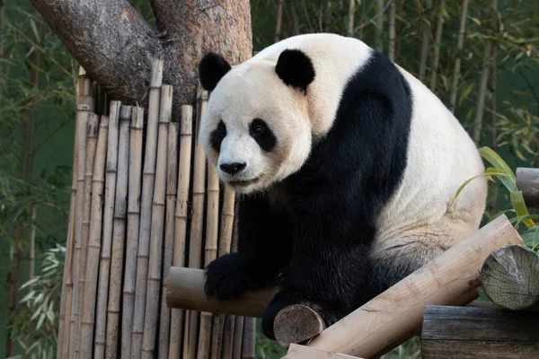Speelse Giant Panda Bao Het Eten Van Bamboe Bladeren — Stockfoto