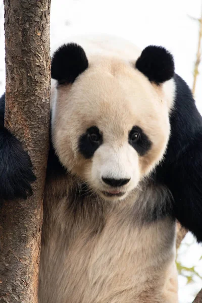 Játékos Panda Bao Szórakozás Fán — Stock Fotó