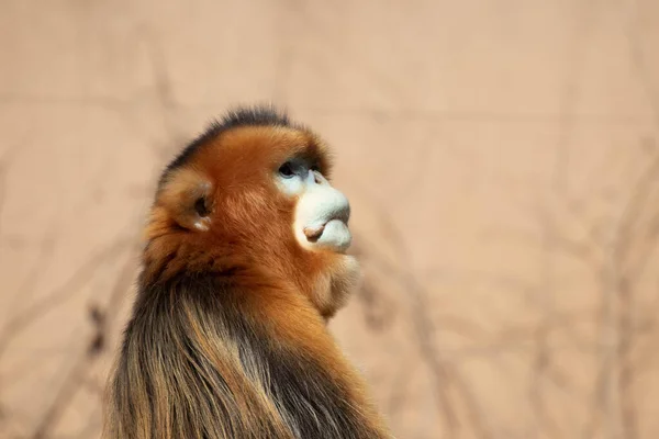 Oldalnézetben Egy Portré Golden Monkey — Stock Fotó