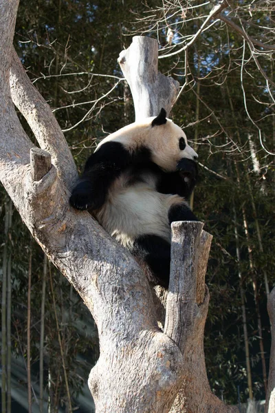 stock image Happy Little Panda, Fu Bao, having fun on the tree