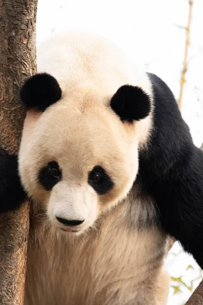 Panda Ludique Bao Amuser Sur Arbre — Photo