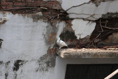 Beyaz bir güvercin yıkık dökük bir binanın barında dinleniyor.