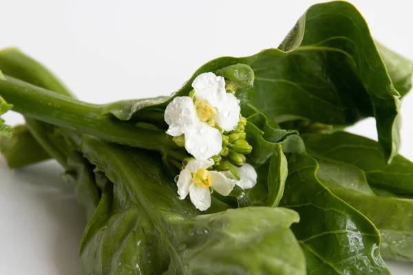 Gesunde Ernährung Für Einen Modernen Lebensstil Bio Gemüse Auf Weißem — Stockfoto