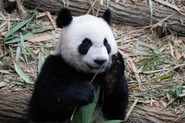 Singapur 'daki Mutlu Küçük Panda Le Le