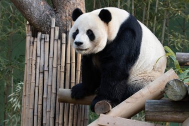 Oyuncu Dev Panda, Le Bao, Bambu Yaprakları yiyor.