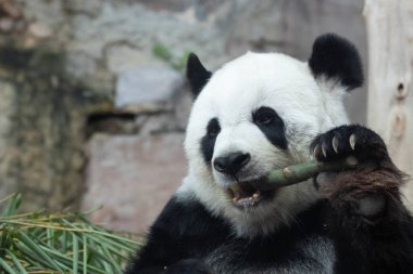 Tatlı dev panda bambu yiyor
