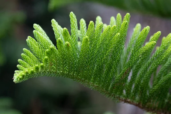 Close Textura Padrão Folhas Pinheiro Verde — Fotografia de Stock