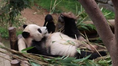 Güney Kore 'de Komik Erkek Panda Pozu, Le Bao