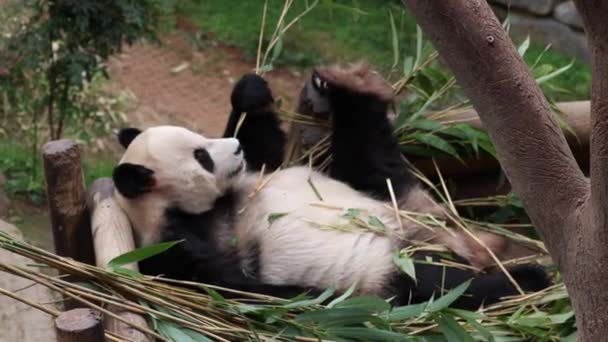 Funny Pose Male Panda Corea Del Sur Bao — Vídeos de Stock