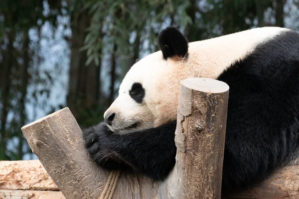 Zblízka Sladká Žena Obří Panda Bao — Stock fotografie