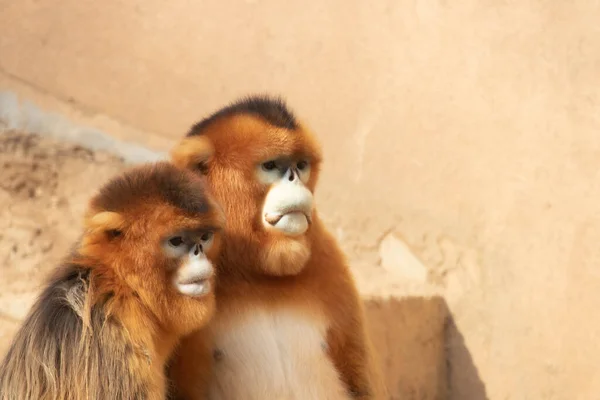 Moment Manis Ayah Dan Ibu Monyet Emas — Stok Foto