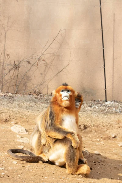 Par Pai Mãe Macaco Dourado Relaxando Chão — Fotografia de Stock