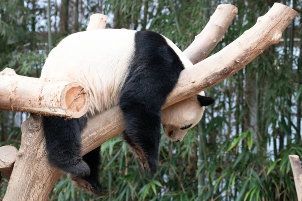 Detailní Záběr Spící Panda Stromě Bao — Stock fotografie
